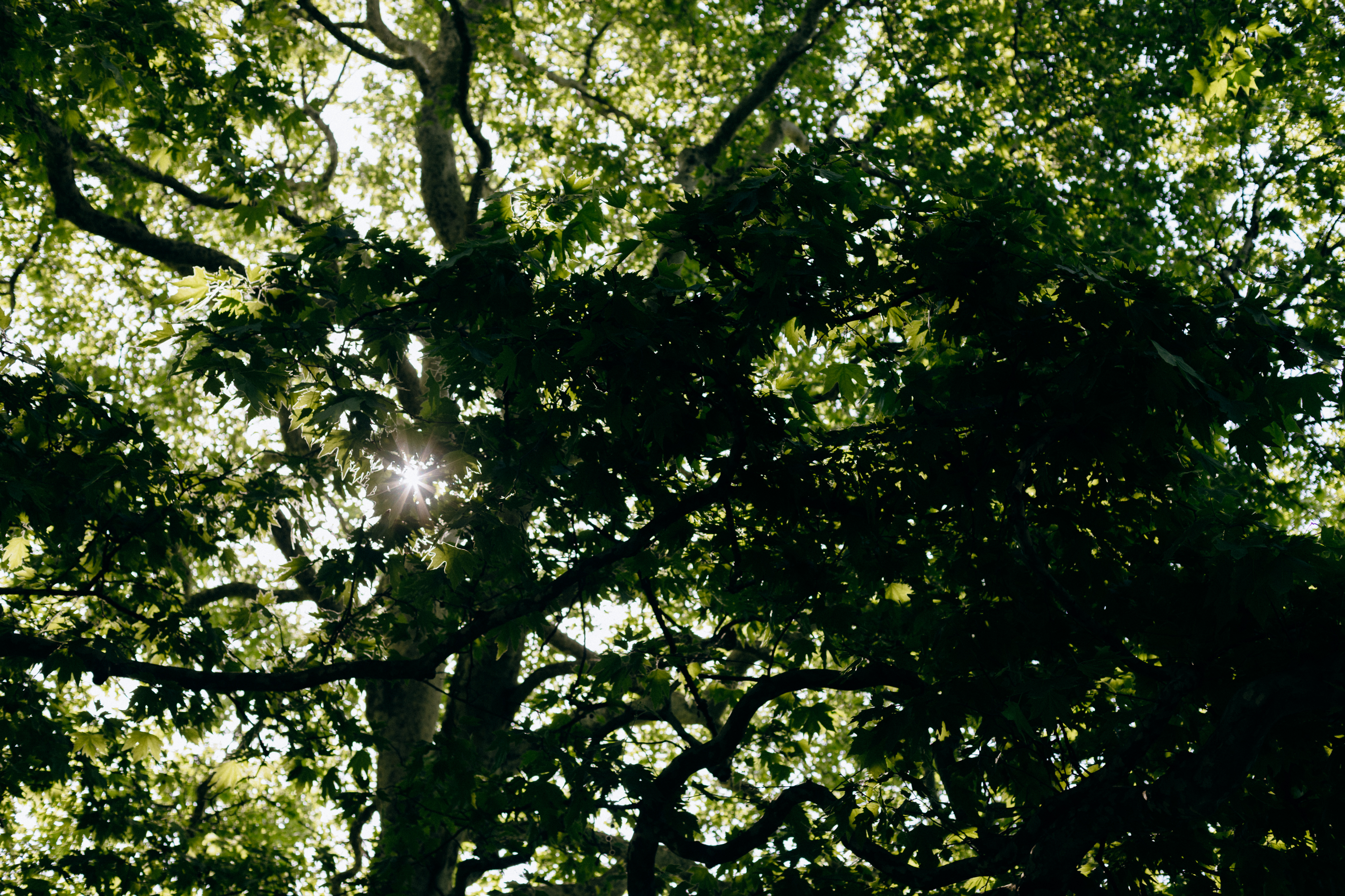Sunlight through trees